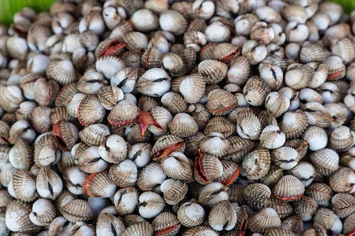 Kerang 2 kg 24 4